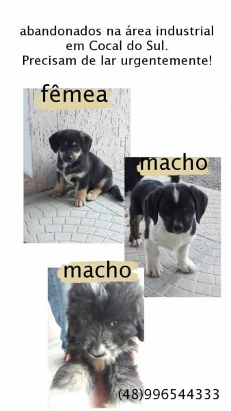 Procura-se Sem Nome