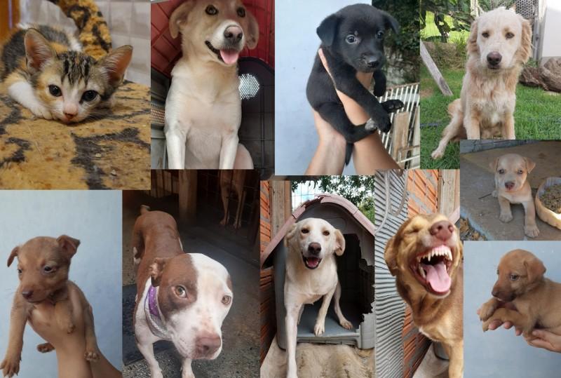 Primeira feira de adoção animal de Içara acontece no próximo sábado