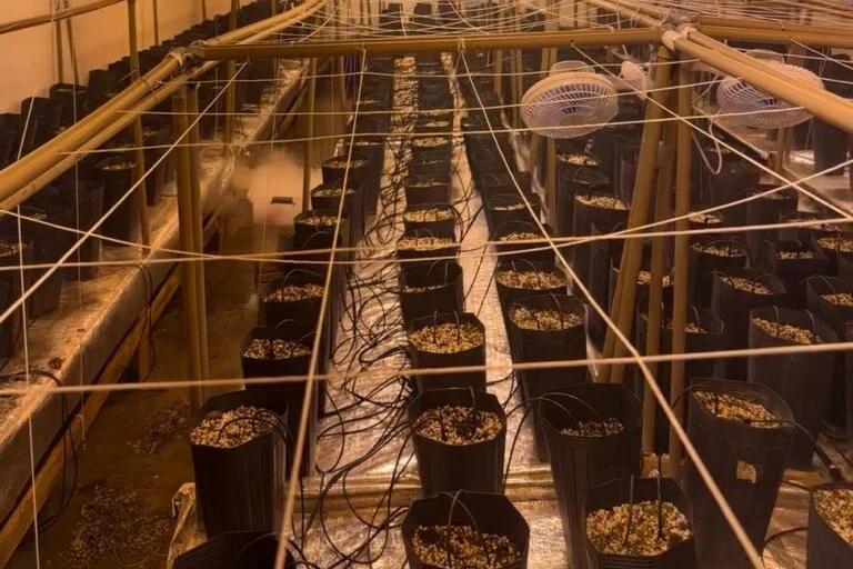 Polícia Civil localiza estufa de cultivo de ‘skunk’ e prende homem por tráfico de drogas