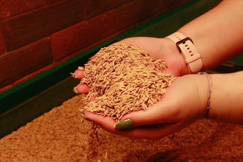 Safra 2022/23: início da plantação de arroz traz boas expectativas para a indústria