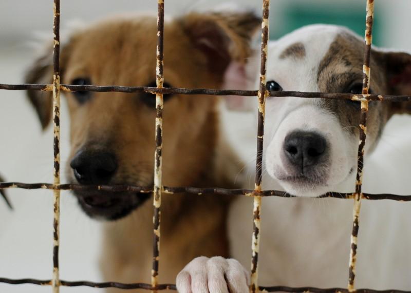Famcri alerta para maus-tratos de animais em Criciúma