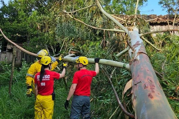 Fotos: bombeiros retiram árvores caídas por conta de vento intenso durante temporal em Orleans