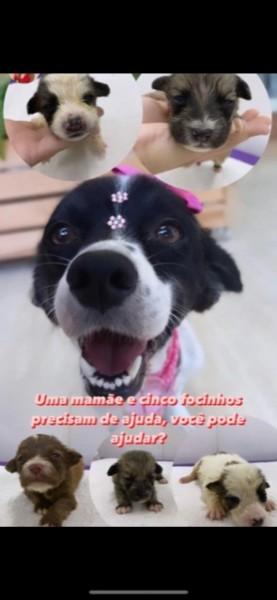 Animal para doação - Belinha E Seus Filhotinhos 