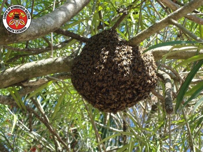 Abelhas: vinte picadas são suficientes para matar uma pessoa 