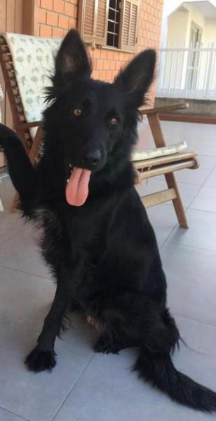 Animal encontrado no bairro Zona Sul - Baln. Rincão 