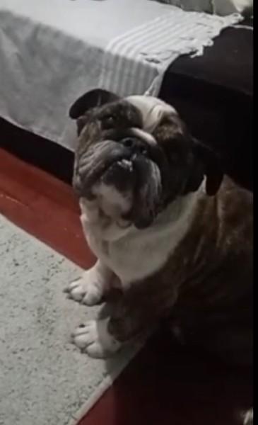 Animal encontrado no bairro Rio Maina Loteamento Gentille 