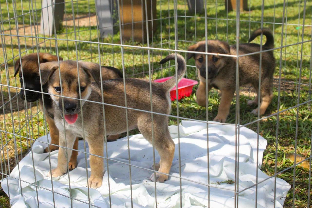 Pet Levado a Sério: mais de R$ 3,1 milhões serão destinados aos municípios do Sul de SC; confira lista