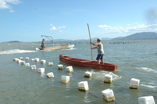 Secretaria da Agricultura anuncia novas interdições em cultivos de moluscos de Santa Catarina 