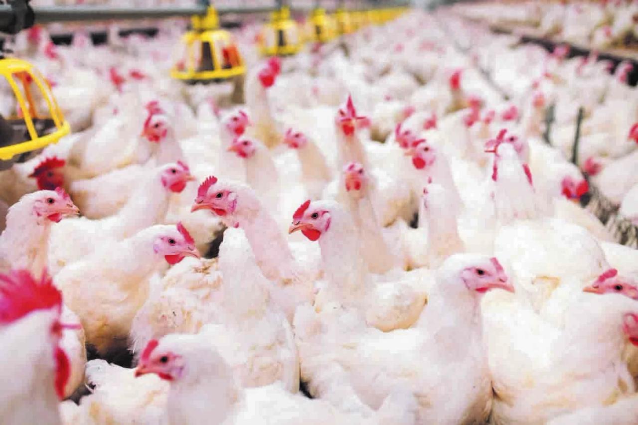 Setor produtivo comemora recorde histórico nas exportações de carnes no primeiro bimestre de 2025