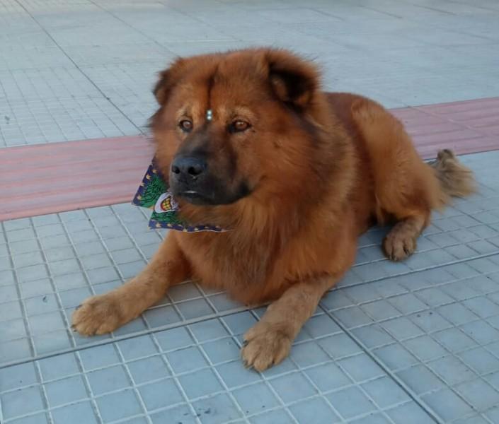 Animal para doação - Sem Nome 