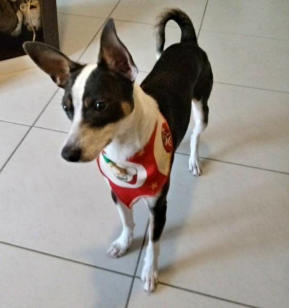 Animal para doação - Floc