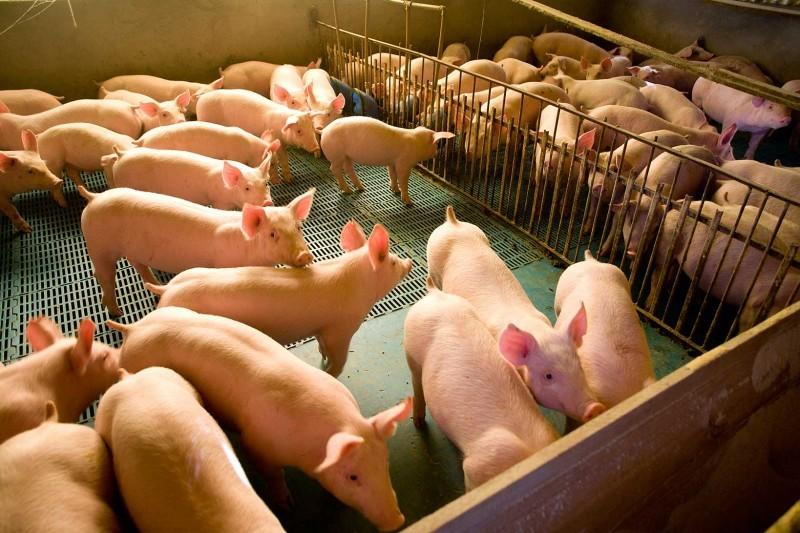 À beira da falência, suinocultores convocam mobilização em Braço do Norte