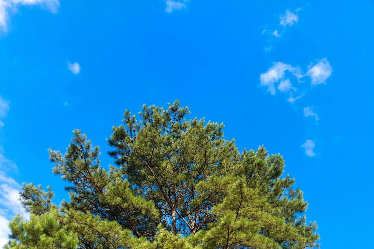 Sábado com predomínio de sol e tempo firme em Criciúma