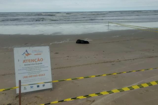 Jaguaruna: lobo-marinho é encontrado descansando na faixa de areia; veja vídeo