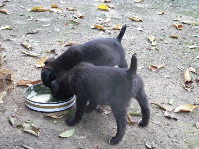 Animal encontrado no bairro Polícia Rodoviária