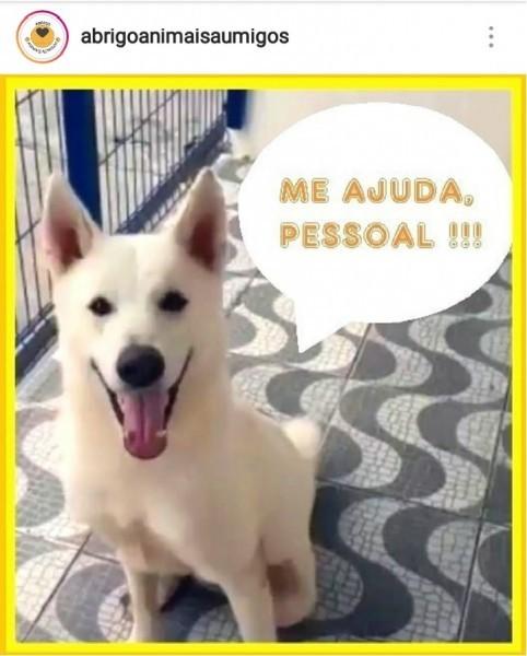 Procura-se Ajude O Louis