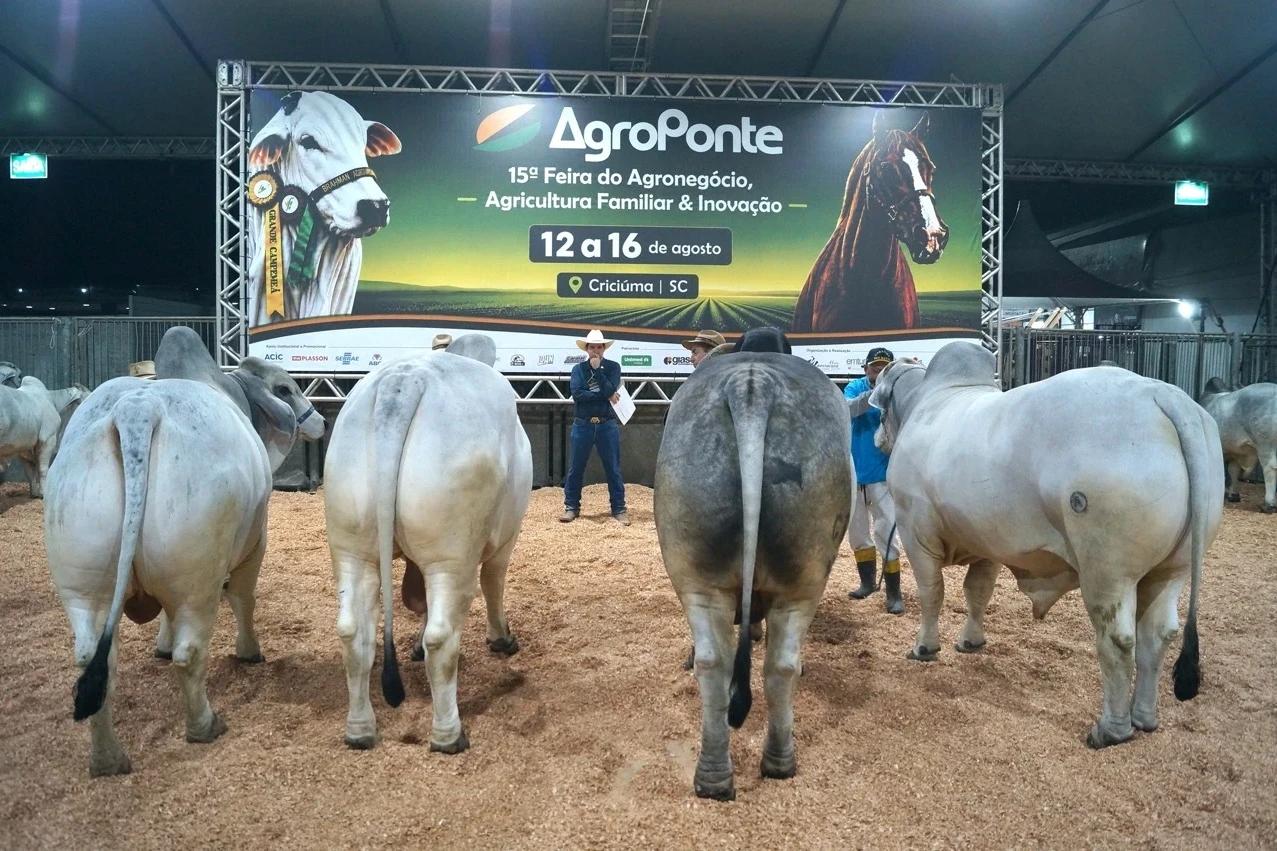 Feira AgroPonte reúne animais de alto padrão nos julgamentos de Nelore e Brahman