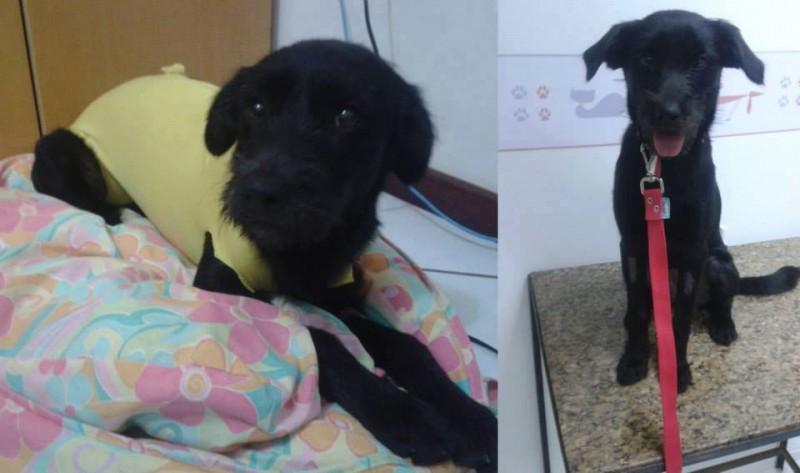 Casos de envenenamento de animais mobilizam SOS Vira-Lata