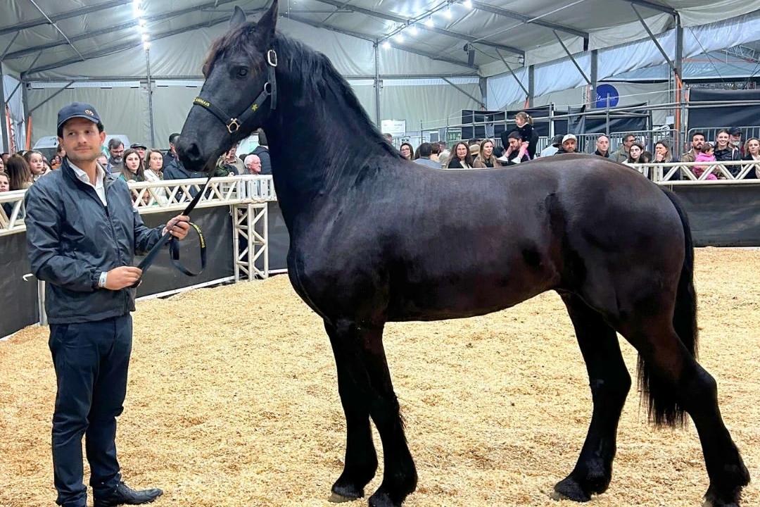 Raça Friesian volta à AgroPonte e terá apresentações inéditas na 15ª edição