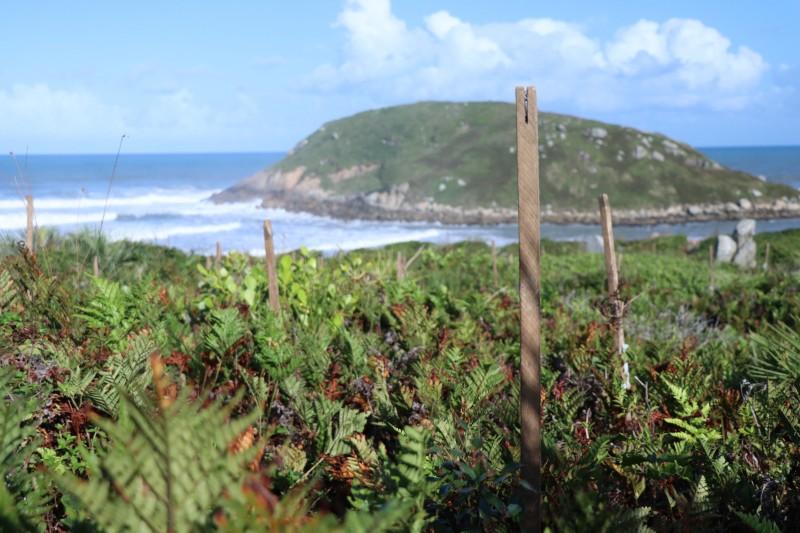 Trilha do Farol recebe plantio de mudas em projeto de recomposição vegetal