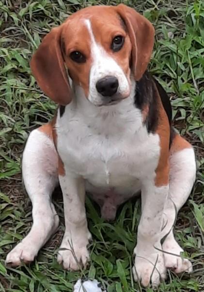 Procura-se Oliver