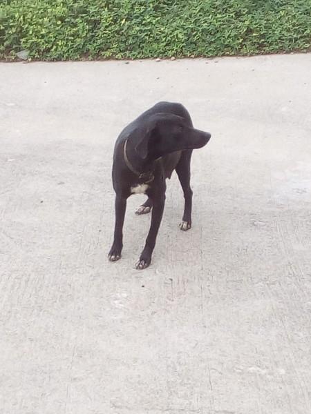 Animal para doação - Sem Nome