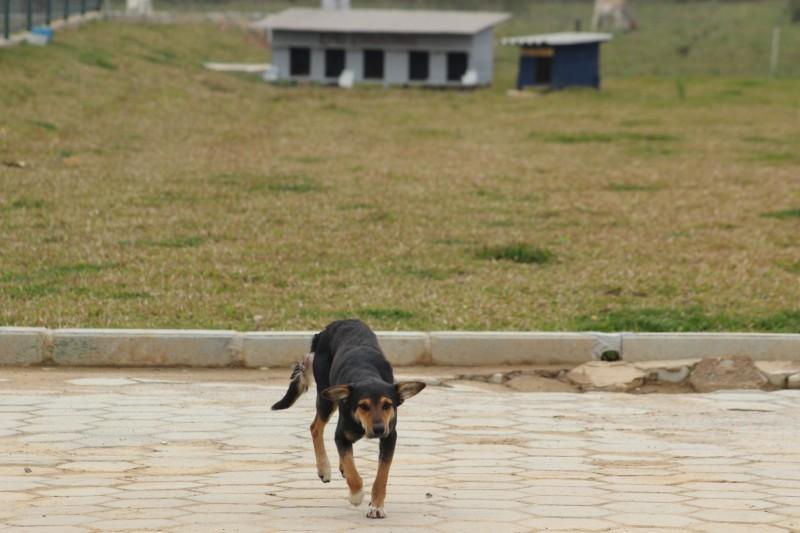 Avança projeto que cria delegacia para investigar maus-tratos contra animais