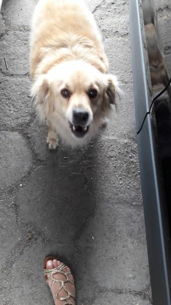 Animal encontrado no bairro Vila Rica