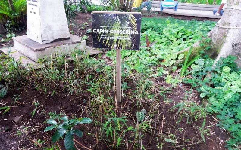 Capim Cresciúma será plantado em escolas, praças e parques