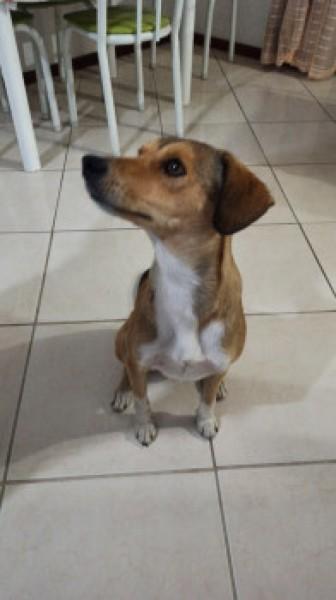 Animal encontrado no bairro Comerciário 