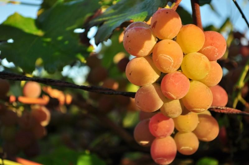 Evento enaltecerá 120 anos do cultivo da uva Goethe na região