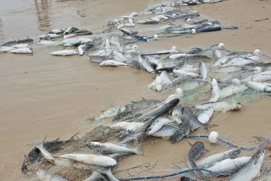 Mais de quatro toneladas de tainha são capturadas na Praia do Camacho; veja fotos e vídeo