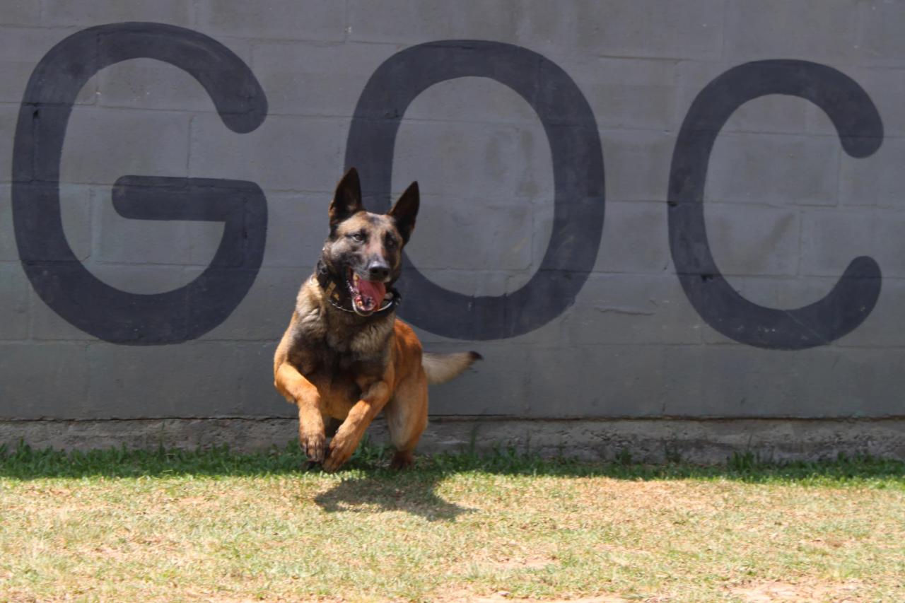 Grupo de Operações com Cães: canil se torna referência em segurança e projetos sociais