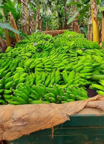 Feira da Agricultura Familiar bate novo recorde de vendas no sistema delivery