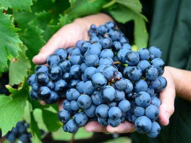 Agricultura investirá R$ 1 milhão para proteger do granizo a fruticultura