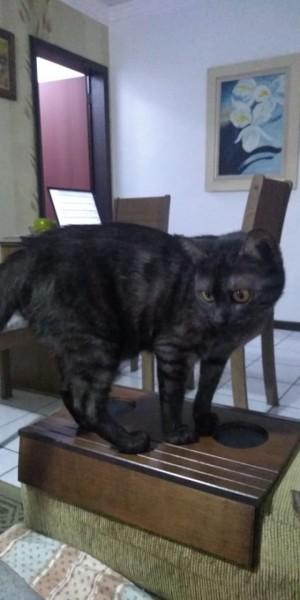 Animal para doação - Brisa