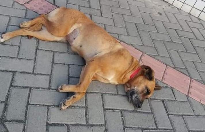 Procura-se dono de cachorra em Criciúma 