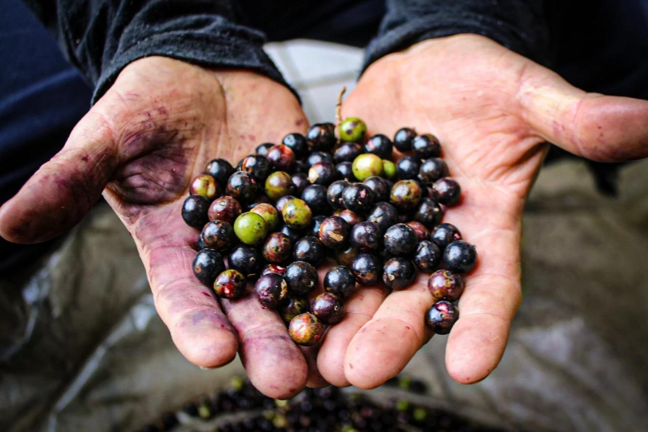 Raízes da Amazônia: açaí transforma vidas e movimenta negócios em Criciúma
