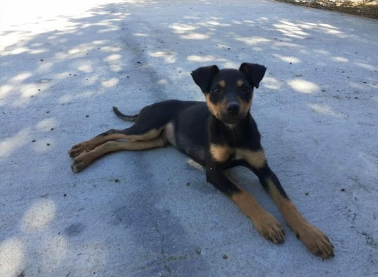 Animal para doação - Cachorrinho