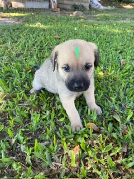 Animal para doação - Sem Nome 