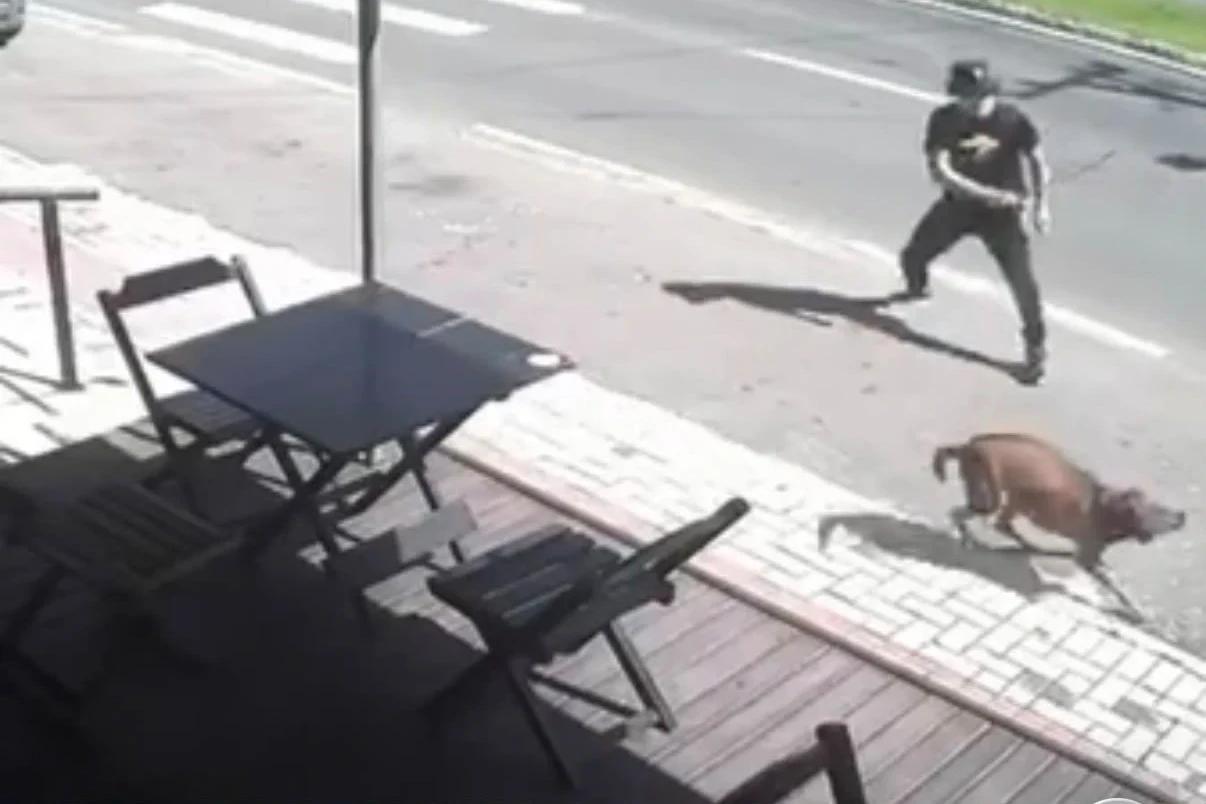 Vídeo e fotos: câmeras flagram homem agredindo cachorro em Criciúma
