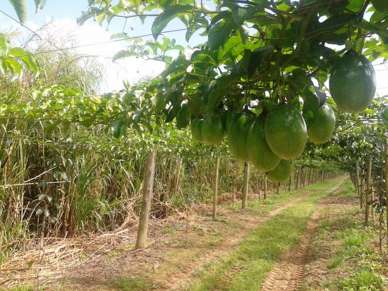 Quarentena no Estado de São Paulo prejudica escoamento da produção de maracujá do Sul catarinense