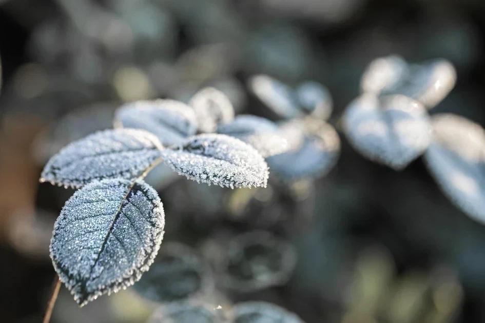 Defesa Civil confirma registro de neve na Serra Catarinense