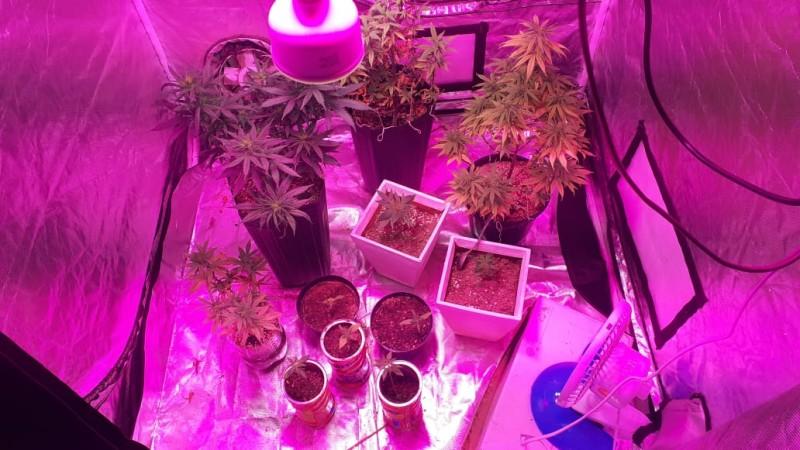 PM encontra estufa com maconha em casa de Criciúma 