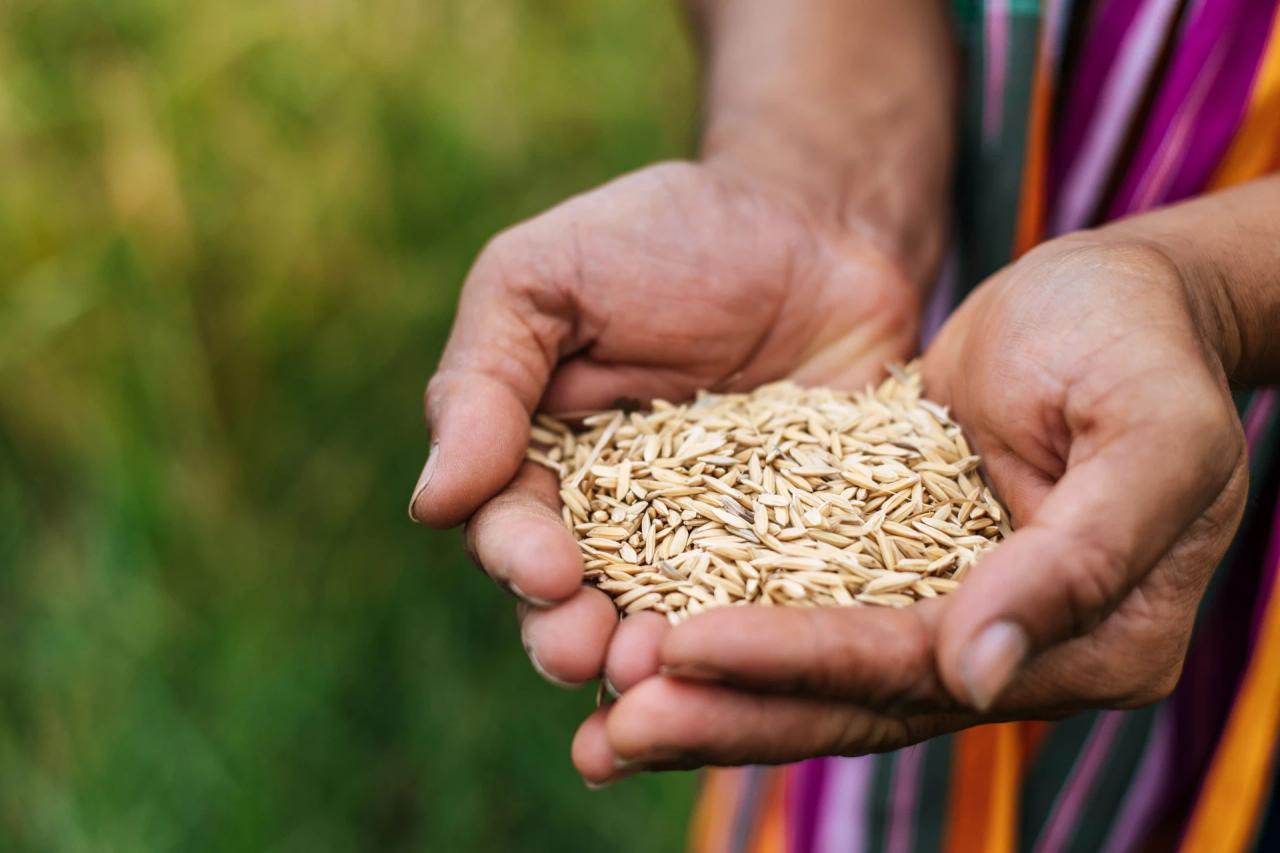 Vereador sugere criação de selo nacional para arroz e leite importados