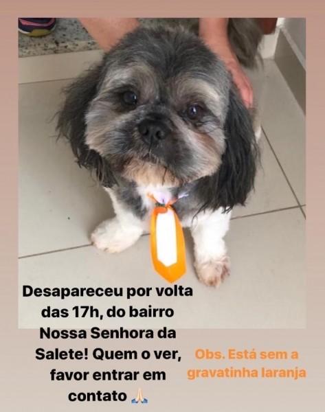 Procura-se cachorro Luck