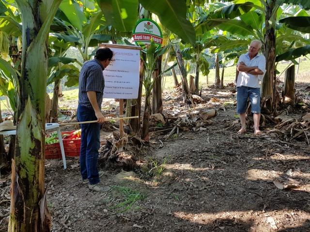 Epagri promove capacitação para produtores de banana