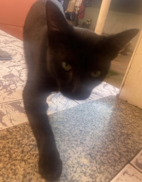 Animal encontrado no bairro Raichaski