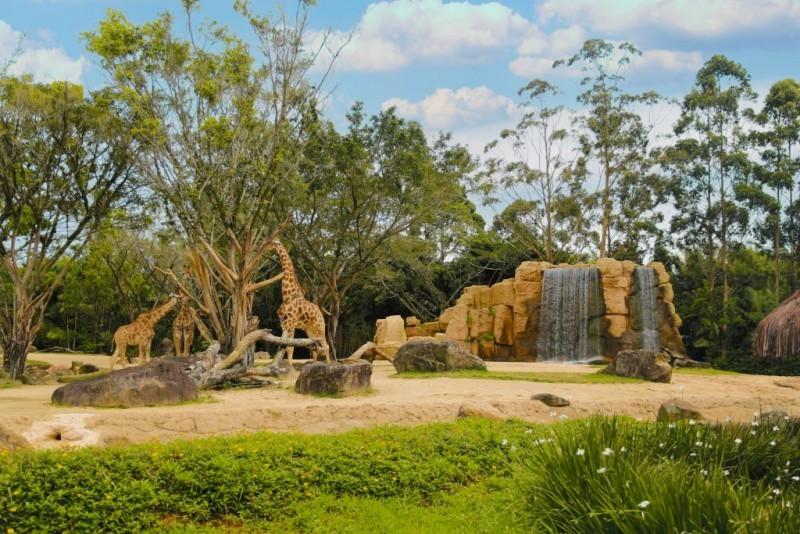 Destino de animais do zoológico do parque Beto Carrero é fiscalizado pelo MPSC