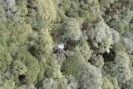 Corpo de Bombeiros encontra helicóptero com cinco pessoas mortas na Serra catarinense